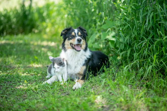 Nahrungsergänzungsmittel für ältere Hunde und Katzen