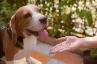 Arthrose beim Hund mit Hausmitteln behandeln
