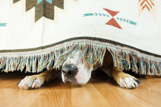 Feuerwerksangst bei Hunden