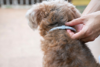 Wie funktioniert ein Flohhalsband für Hunde?