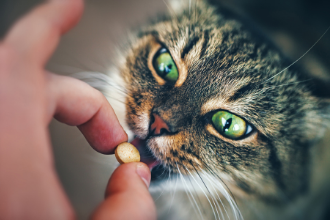 Wie verabreichen Sie einer Katze eine Pille?