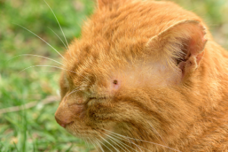 Zecken bei Katzen entfernen