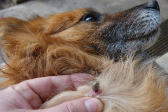 Wie eine Zecke bei Ihrem Hund entfernen?