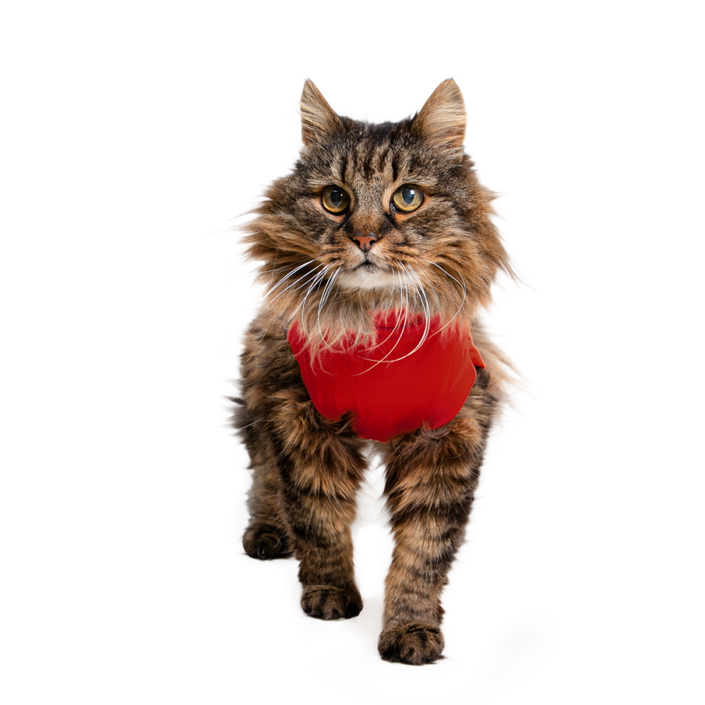 Medical Pet Shirt