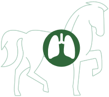 Lungen | Atemwege