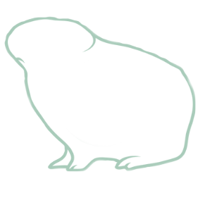 Meerschweinchen