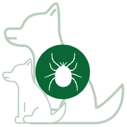 Zecken