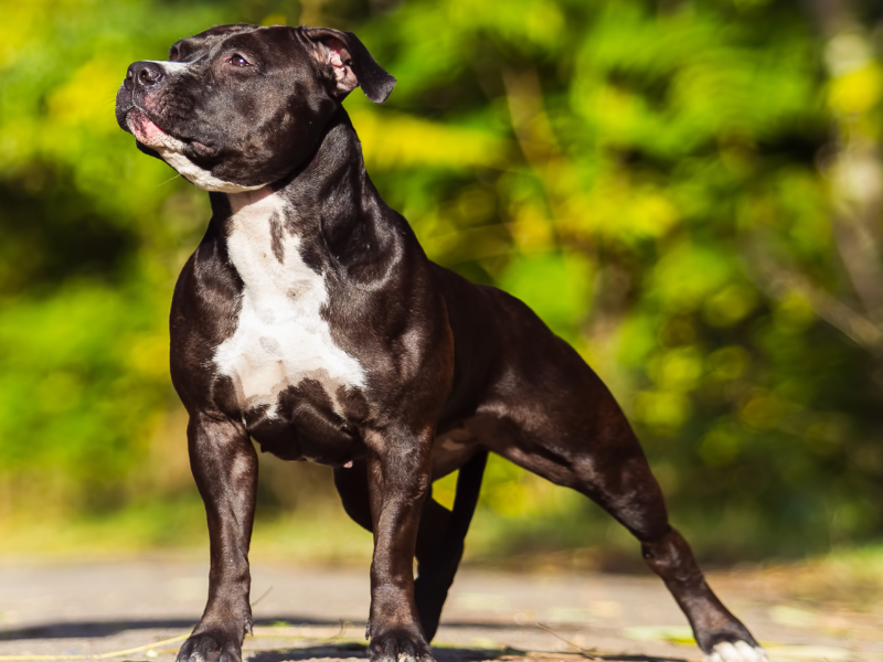 American Staffordshire Terrier