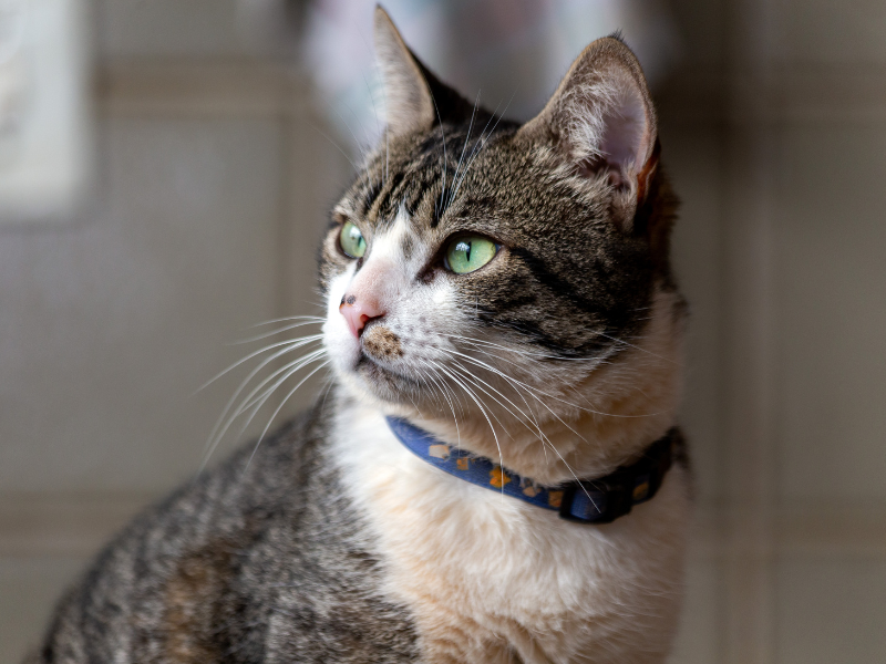 American Wirehair