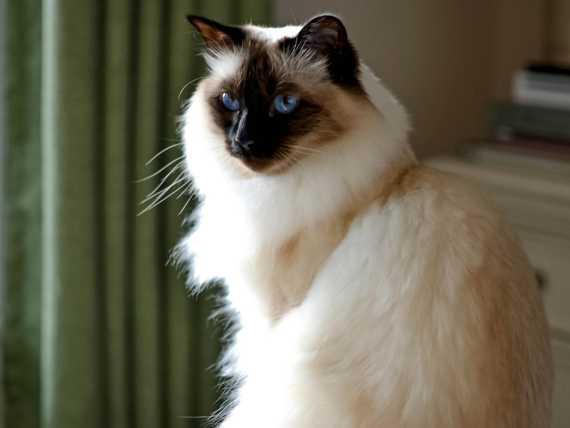Balinesische Katze