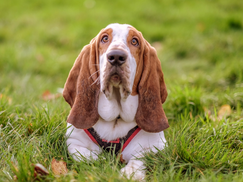 Basset Hound