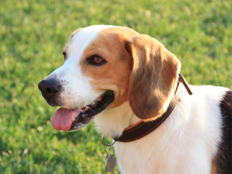 Beagle