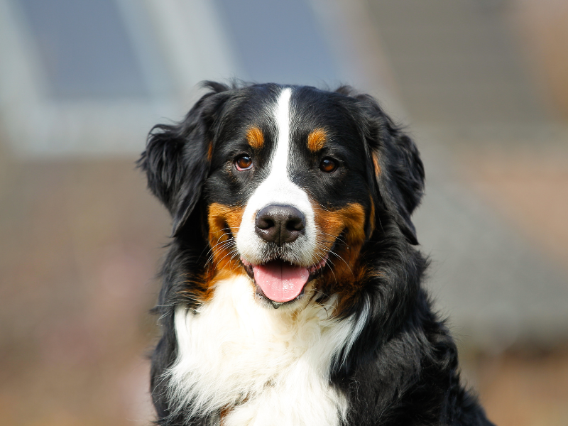 Berner Sennenhund