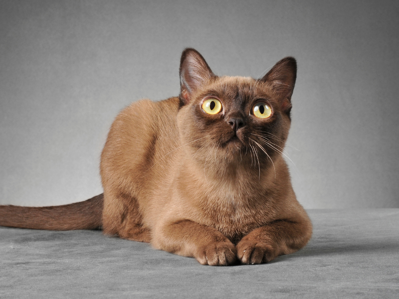 Burma-Katze