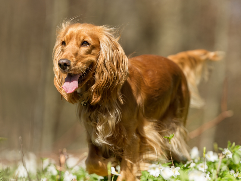 Cocker Spaniel