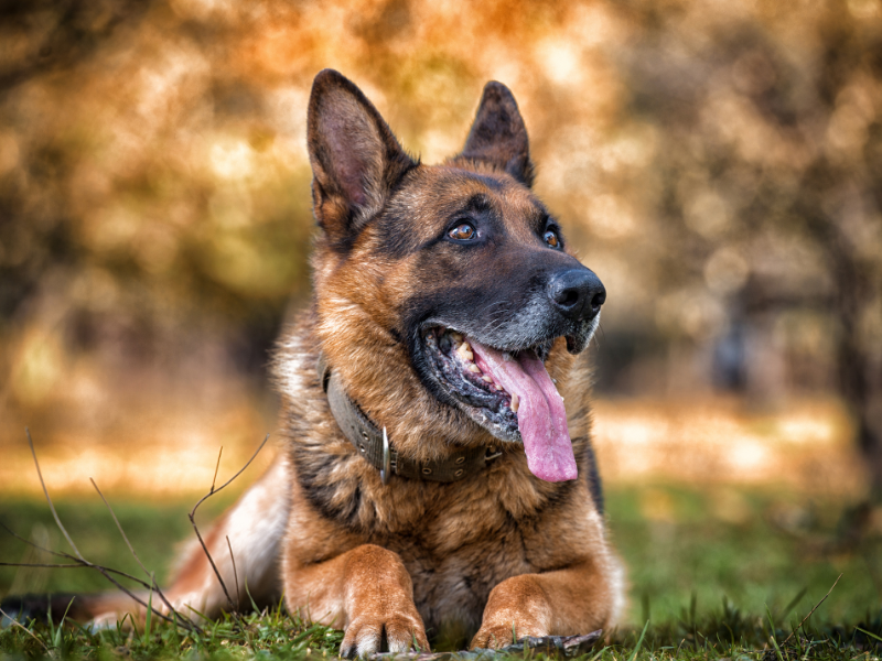 Deutsche Shäferhund