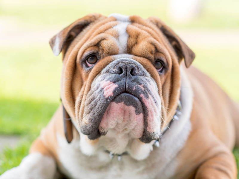 Englische Bulldogge