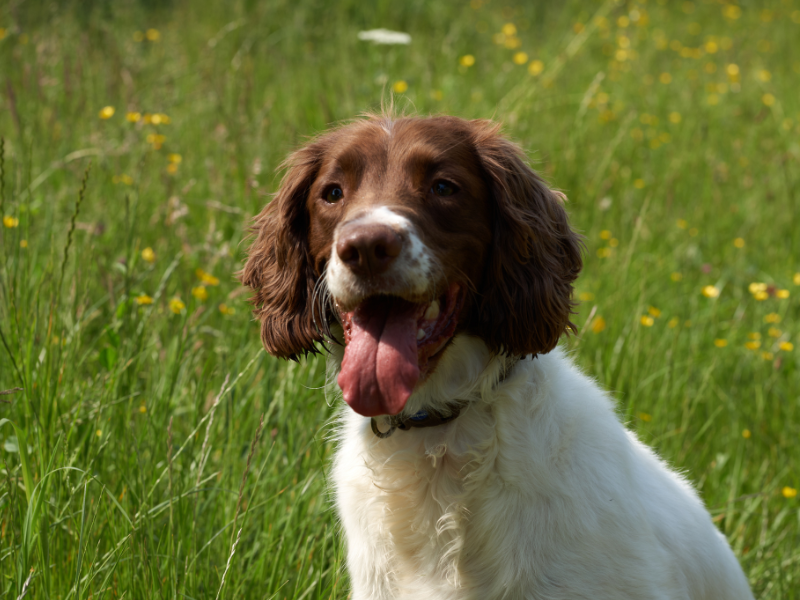 Englische Springer Spaniel
