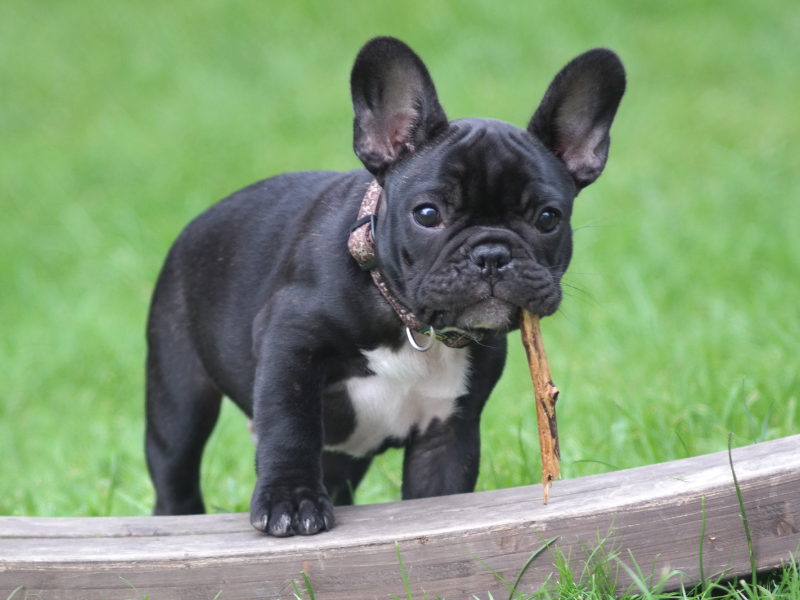Französische Bulldogge