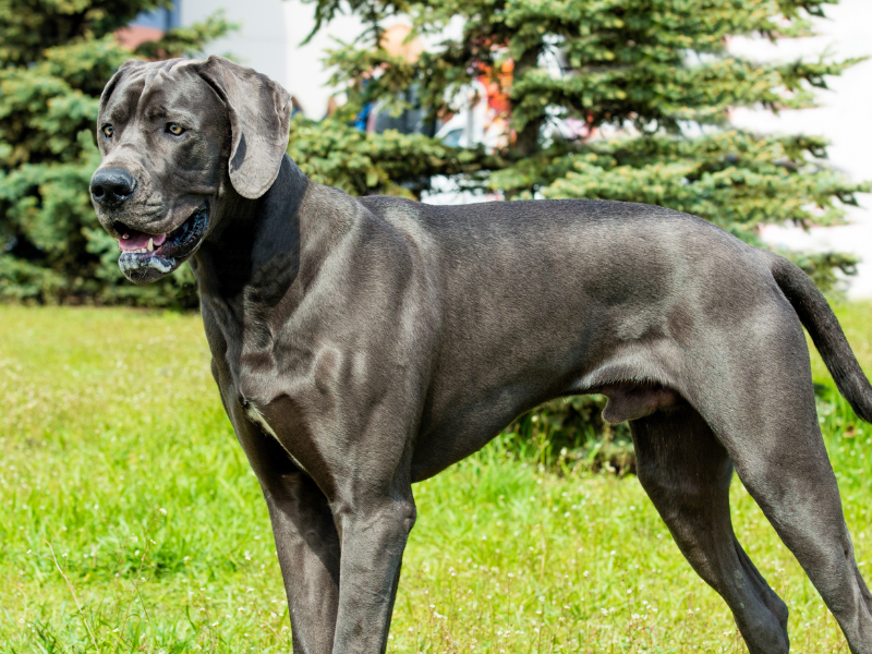 Deutsche Dogge