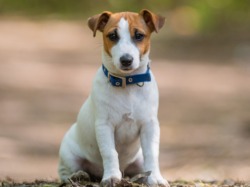 Jack Russel Terrier