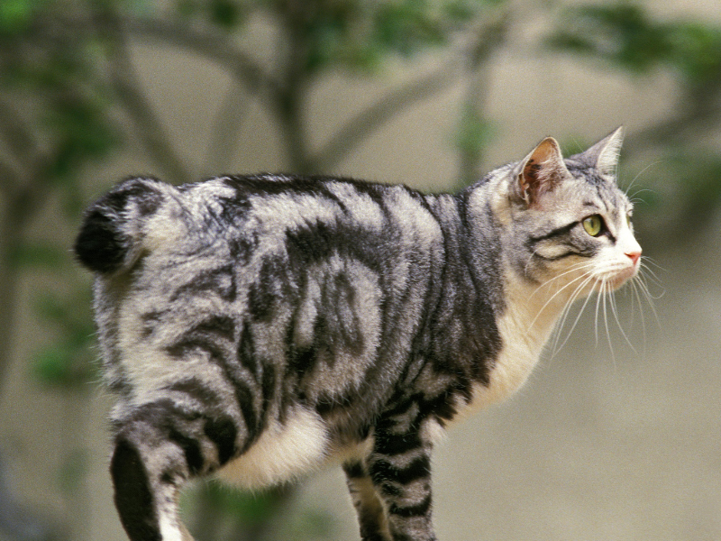 Japanische Bobtail