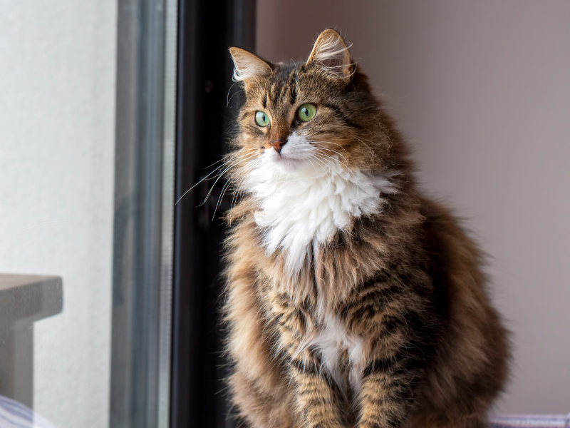 Norwegische Waldkatze