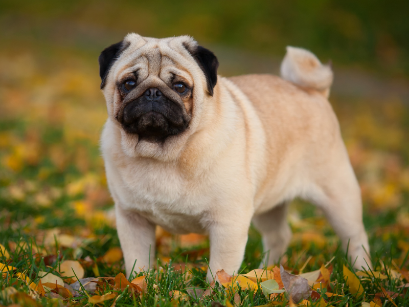Mops