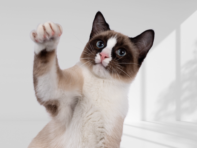 Snowshoe