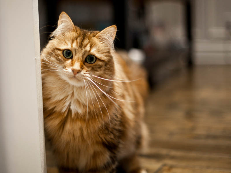 Sibirische Katze