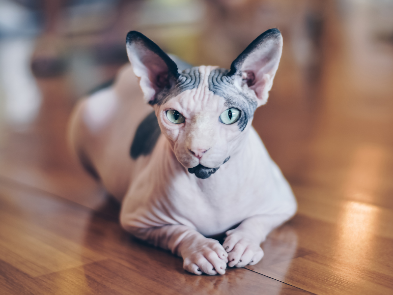 Sphynx