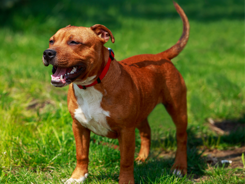 Staffordshire Bull Terrier