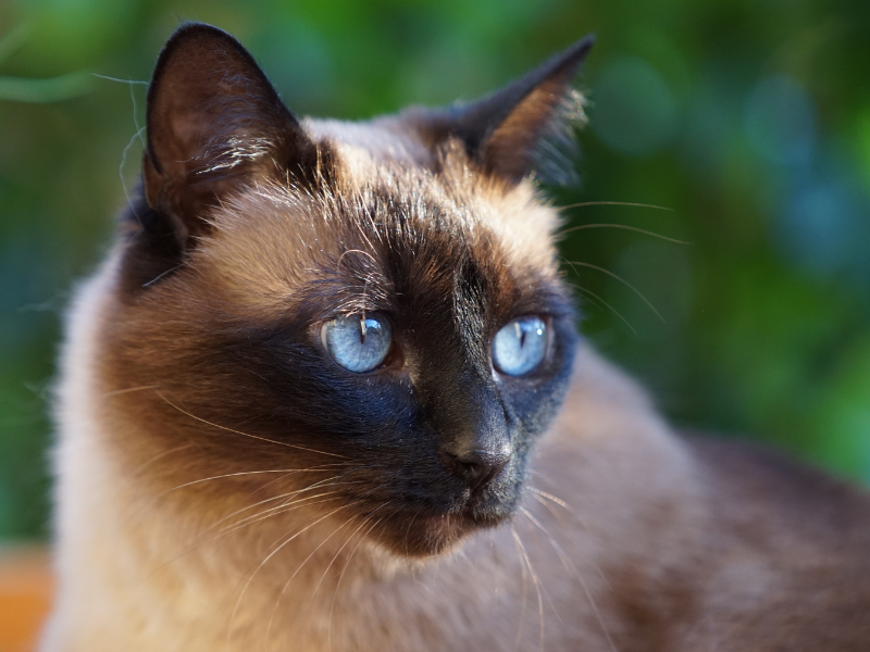 Thai Katze