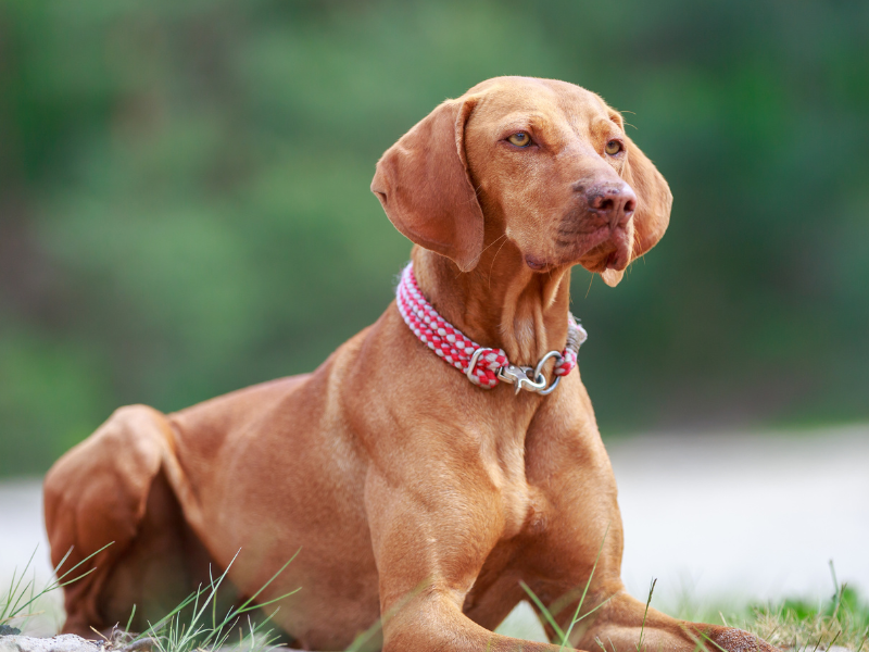 Vizsla