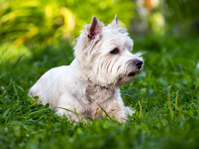 West Highland White Terrier