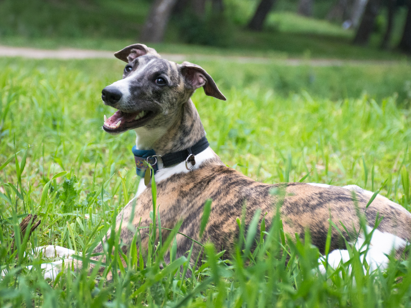 Whippet